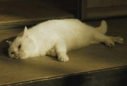 猫侍第一季在线观看,穿越时空的猫咪奇遇记