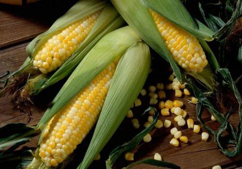 娱乐吃瓜酱玉米